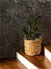 pic-1.webp